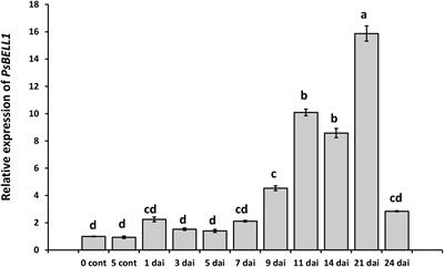 The DELLA Proteins Influence the Expression of Cytokinin Biosynthesis and Response Genes During Nodulation